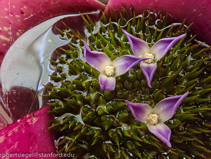 sf conservatory of flowers